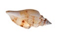 Light brown shellfish on white