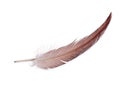 Light brown single isolated feather Royalty Free Stock Photo