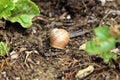 Light brown snail house on wet soil surrounded with lettuce planted in local garden