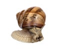 Light brown snail on white