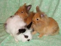 4 Months Old Domestic Rabbits