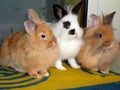 5 Months Old Domestic Rabbits