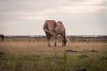 Light brown stallion is grazing in the meadow during the sunset somewhere on Ameland Royalty Free Stock Photo