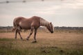 Light brown stallion is grazing in the meadow during the sunset somewhere on Ameland Royalty Free Stock Photo