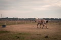 Light brown stallion is grazing in the meadow during the sunset somewhere on Ameland Royalty Free Stock Photo