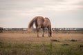 Light brown stallion is grazing in the meadow during the sunset somewhere on Ameland Royalty Free Stock Photo