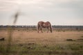 Light brown stallion is grazing in the meadow during the sunset somewhere on Ameland Royalty Free Stock Photo