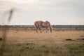 Light brown stallion is grazing in the meadow during the sunset somewhere on Ameland Royalty Free Stock Photo