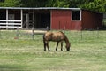 Light brown stallion grazing with red barn in background Royalty Free Stock Photo