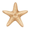 Light Brown Starfish Illustration on White Background Royalty Free Stock Photo