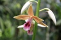 Light Brown Swamp Orchid Royalty Free Stock Photo