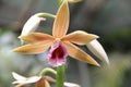 Light Brown Swamp Orchid Royalty Free Stock Photo