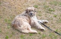 Light brown tired sleeping dog