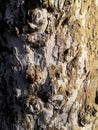 Light brown tree bark closeup background. Macro crust tree. Royalty Free Stock Photo