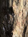 Light brown tree bark closeup background. Macro crust tree. Royalty Free Stock Photo