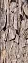 Natural Tree Texture Pattern, Real Tree Bark