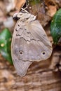 A light brown tropical butterfly has hatched from its cocoon and is drying its wings