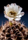 Gymnocalycium Cactus flower close-up white and light brown color delicate petal