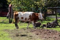 Light brown and white cow with dirty legs and pointy horns walking inside wire fence area at local farm surrounded with dry hay