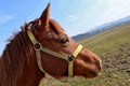 Light brown young horse head with yellow halter, blue sky background