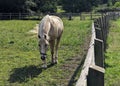 Young horse eating grass near a fence Royalty Free Stock Photo