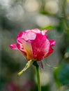 Light bubbles and lens flare on a white - pink rose bud close up in the garden. Royalty Free Stock Photo