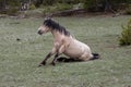 LIght buckskin stallion wild horse getting up from rolling in the dirt in the western USA Royalty Free Stock Photo