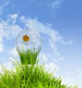 Light bulb with beautiful flower inside