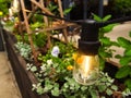 Light bulb filament glowing above small flower garden Royalty Free Stock Photo