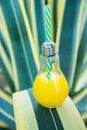 Light Bulb Glass Bottle with Freshly Pressed Orange Tropical Fruits Juice Standing on Agave Leaf. Seaside Beach Vacation Royalty Free Stock Photo