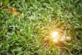 light bulb on grass with sunset power energy concept