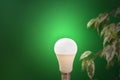 Light bulb on green plant background Royalty Free Stock Photo