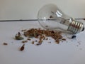 Light bulb and insects