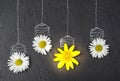 Glowing Light bulb made of yellow dandelion flowers, isolated on black stone texture. idea creative concept. Royalty Free Stock Photo
