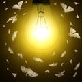 Light bulb and moths