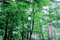 Light bulb in the Nature on the street of Yokohama, Japan. Yokohama is a port city located in a little south of Tokyo. In summer