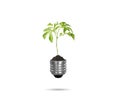 Light bulb with plant as the filament Royalty Free Stock Photo