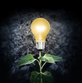 Light bulb with plant as the filament Royalty Free Stock Photo