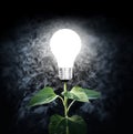 Light bulb with plant as the filament Royalty Free Stock Photo