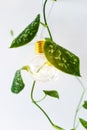 Light bulb with plant on white background Royalty Free Stock Photo