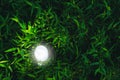 Light bulb put on the grass in nature for solar,energy,idea con