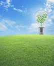 Light Bulb with small plant inside and green grass field over bl Royalty Free Stock Photo