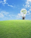 Light Bulb with small plant inside and green grass field over bl Royalty Free Stock Photo