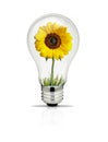 Light bulb with sunflower and glass inside