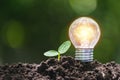 Light bulb with young plant  for saving money,financial,business or energy concept put on the soil in soft green nature background Royalty Free Stock Photo