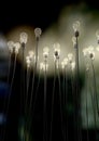 Light Bulbs Aiming Skyward With Eerie Glow