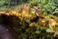 Light bulbs on the Ixora Plant