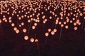 Light bulbs in the night ground. Christmas lights illuminating plants outside in ground Royalty Free Stock Photo