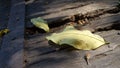 Light on Bullet wood leaves on old decay wooden boat