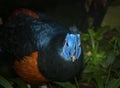 Light on a Bulwer`s pheasant Royalty Free Stock Photo